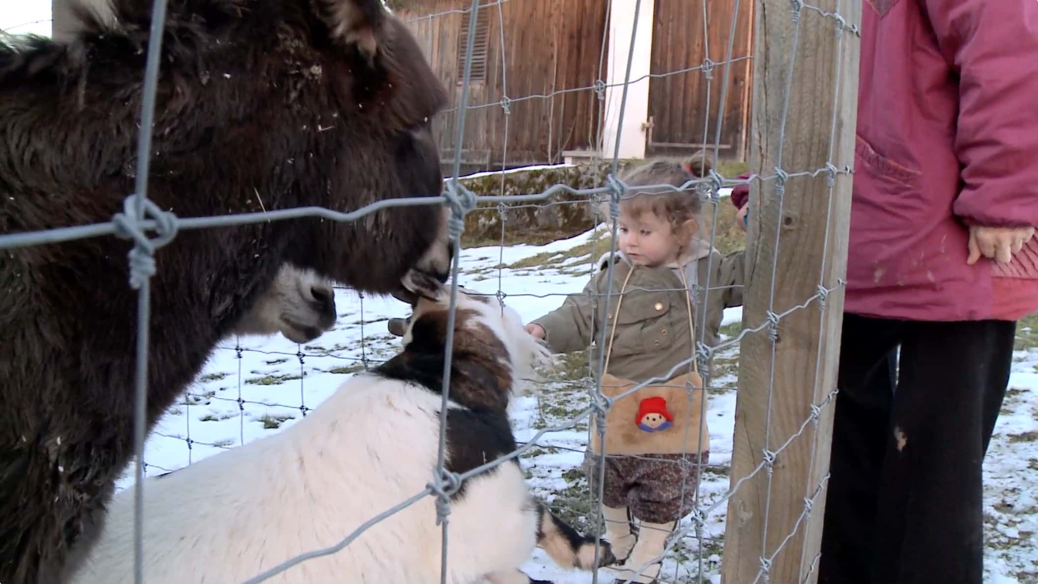 Vorschaubild für Film Animaux